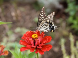 アゲハチョウ