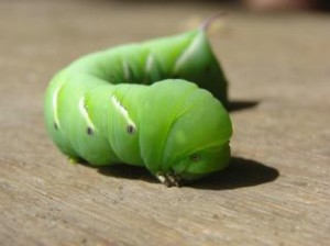 green-caterpillar--calm_19-114932